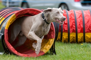 Agility 2