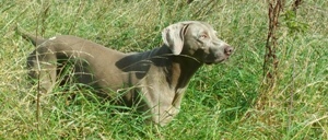 Fi on point Partridge 2