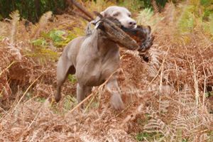 Riley retrieving