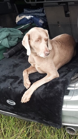 Feldhund Hotshot