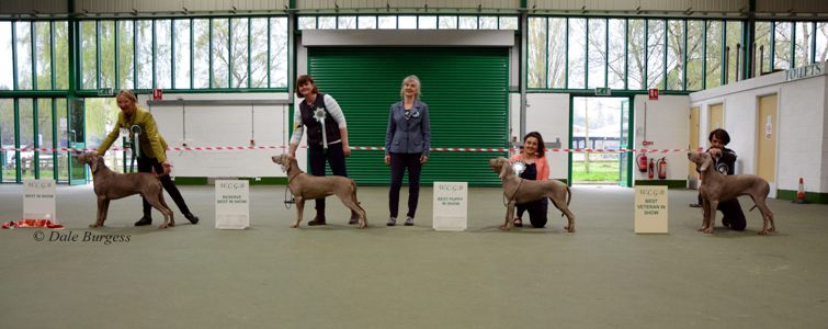 WCGB Open Show 21st April 2018