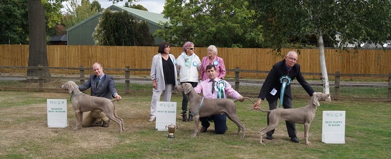 Weimaraner Club of Great Britain 65th Anniversary Championship Show