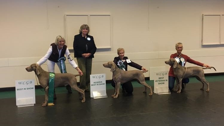 Weimaraner Club of Great Britain 65th Anniversary Open Show