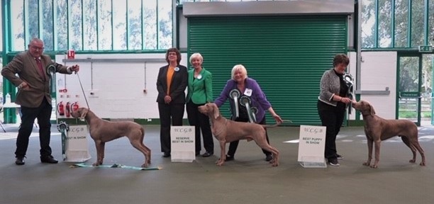 Weimaraner Club of Great Britain Championship Show August 31st 2019