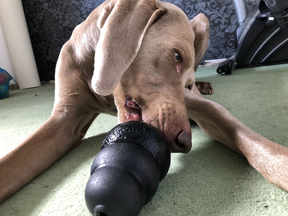 Alone training with your dog