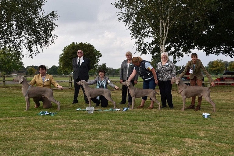The Second Weimaraner Club Championship Show held at Stoneleigh September 4th 2021
