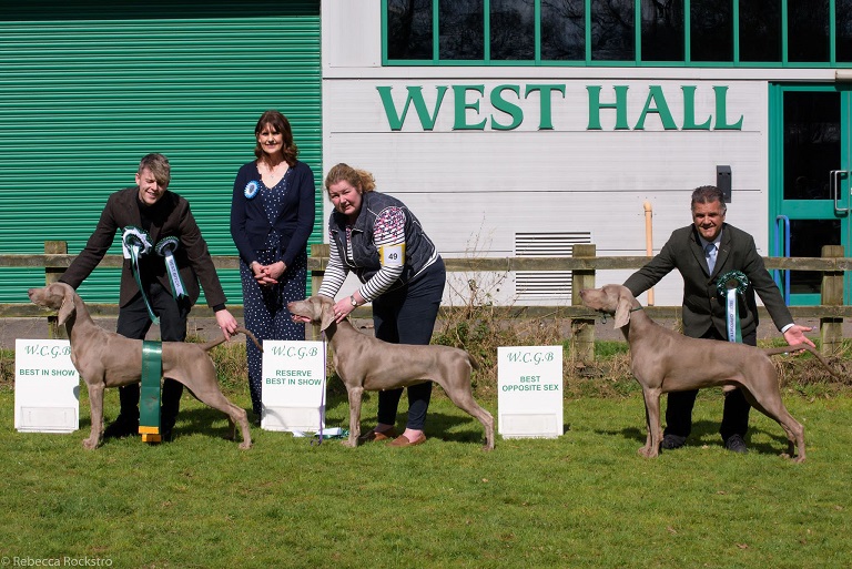 Weimaraner Club of Great Britain Spring Open Show  April 2nd 2022